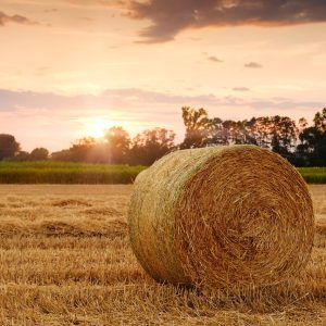 field, hay bale, sunset, wheat field, agriculture, nature, harvest time
