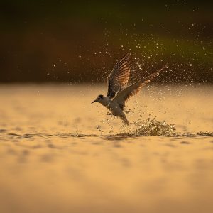 bird, nature, animal, wildlife, plumage, avian, songbird, species, lake, fauna